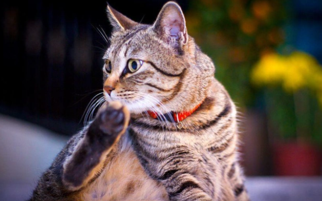 对主人忠诚的猫咪 对主人忠诚的猫咪