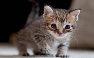 星期猫几天能看出来