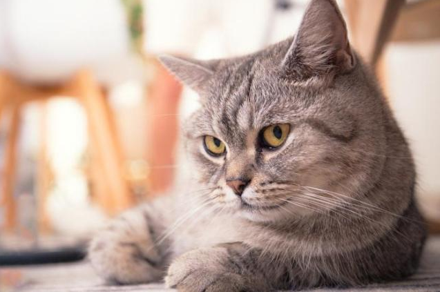 美短猫吃什么猫粮好