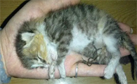 猫咪生出来一只死猫怎么办啊