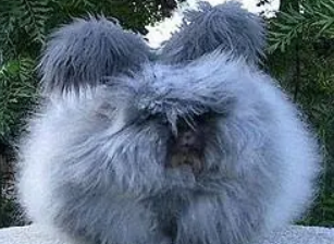 英國安哥拉兔好養嗎，飼主過來看看吧