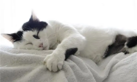 小猫吃了一点点奶油怎么办