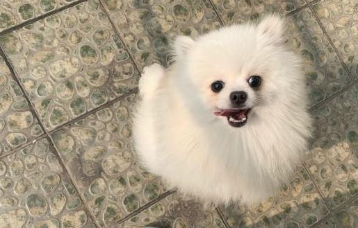博美狗狗能喝酸奶吗