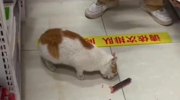 网友家的猫走丢，悲痛之际竟发现猫咪在外花天酒地！