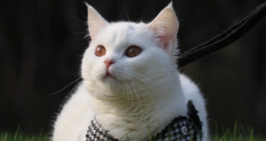 母猫乳腺炎的症状表现有哪些 母猫乳腺炎的症状表现有哪些