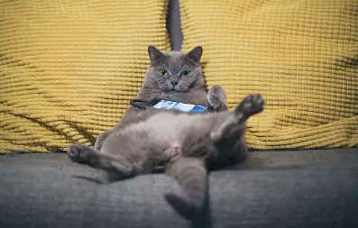 如何给猫咪体外驱虫 如何给猫咪体外驱虫