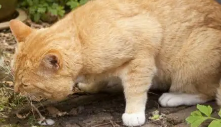 猫咪吐了怎么办