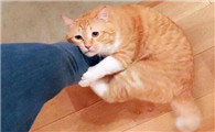 猫的道歉方式