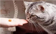 猫吃鱼油注意事项有哪些