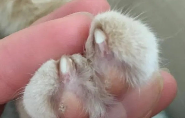 小猫肉垫上长小角是什么原因导致的