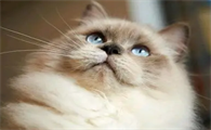 猫多大驱虫合适