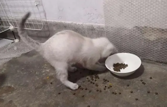 100g猫粮有多少