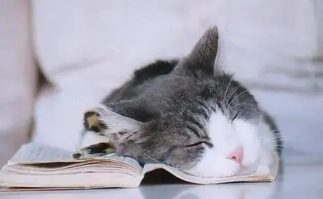 给猫咪买了一个猫窝,它却毫无兴趣,这是为什么啊? 给猫咪买了一个猫窝,它却毫无兴趣,这是为什么啊?