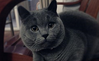猫发情叫多久