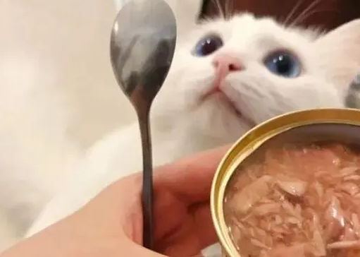 猫咪主食罐头和零食罐头性质不同,几天喂一次呢? 猫咪主食罐头和零食罐头性质不同,几天喂一次呢?