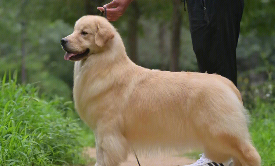 黄金猎犬和金毛的区别在这里 黄金猎犬和金毛的区别在这里