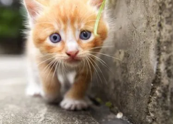 猫咪第一天接回家不用管它吗
