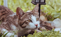 猫身上有弓形虫吗会传染吗