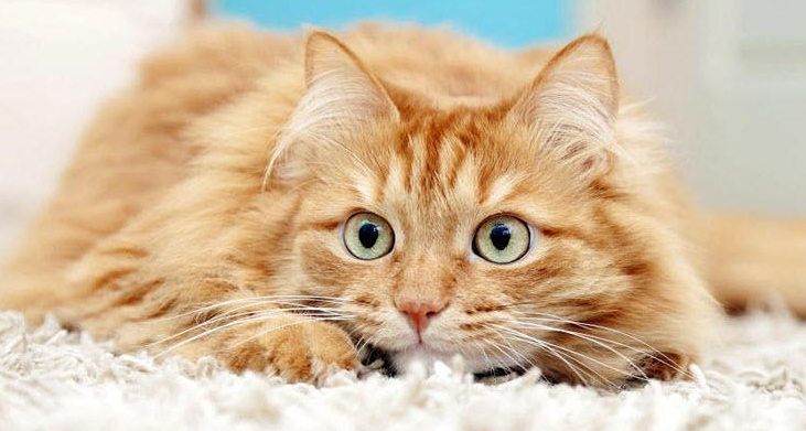 猫咪过度紧张怎么缓解啊 猫咪过度紧张怎么缓解啊
