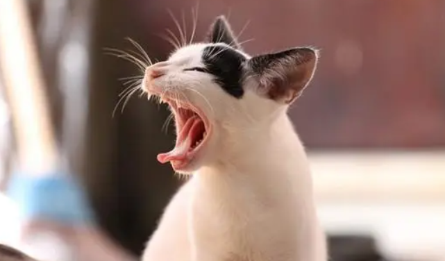 小猫咪打喷嚏喷出黄鼻涕怎么办