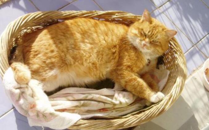 猫咪冬天尿少是怎么回事