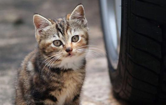 如何判断猫咪难产的原因