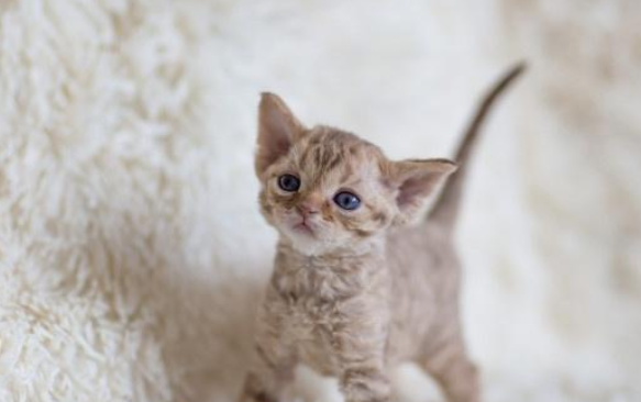 老猫不接受新猫的表现有哪些?这里给你答案 老猫不接受新猫的表现有哪些?这里给你答案