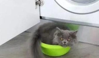 你家喵钻过的最小空间是什么？看看网友家的猫都奇葩到什么地步
