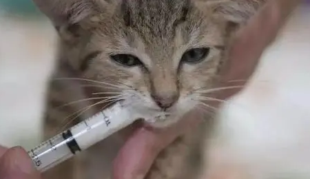 猫咪感冒吃了药几天能好啊 猫咪感冒吃了药几天能好啊