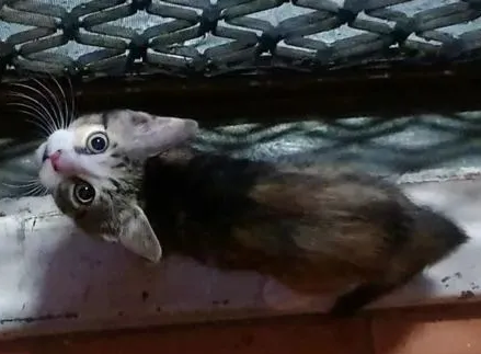 流浪小猫为了有个家,竟然恶意碰瓷胡须大叔 流浪小猫为了有个家,竟然恶意碰瓷胡须大叔