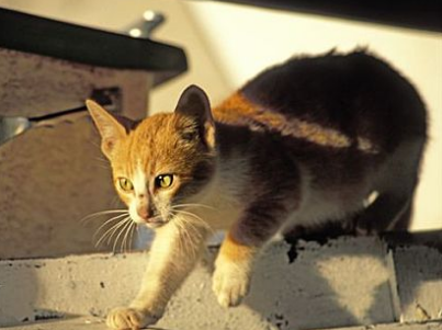 小猫的公母怎么看出来