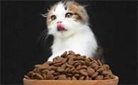 30克猫粮有多少