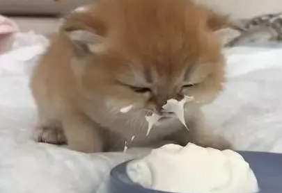 猫能吃奶油吗