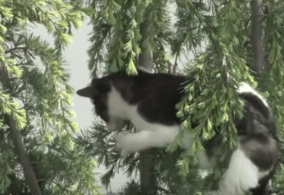 猫咪逃离家庭,躲在了高高的树枝上 猫咪逃离家庭,躲在了高高的树枝上
