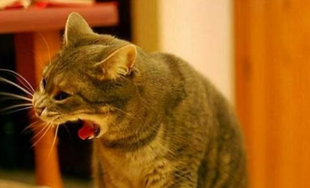 猫咪发情会呕吐吗