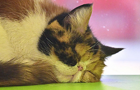 猫什么时候做驱虫合适