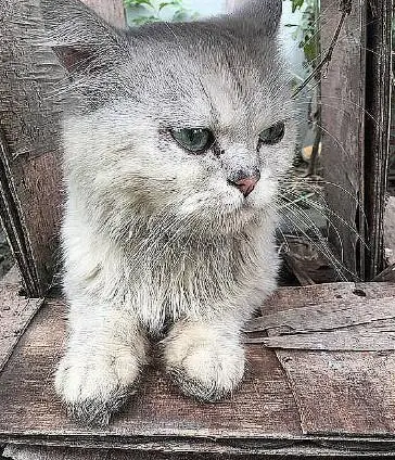 收养了一只流浪猫,洗干净后不禁感慨:这种猫都有人扔! 收养了一只流浪猫,洗干净后不禁感慨:这种猫都有人扔!