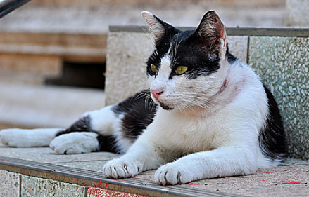 猫多久算成年啊 猫多久算成年啊