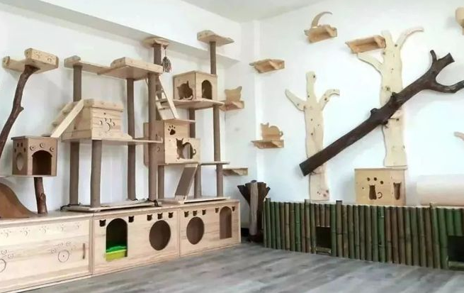 有钱人养猫VS我养猫,贫穷限制了想象力 有钱人养猫VS我养猫,贫穷限制了想象力