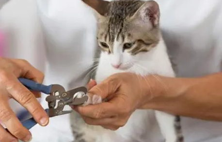 猫怎么剪指甲 猫怎么剪指甲