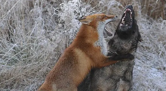 狐狸和狗的区别是什么？不会还有人不知道吧？