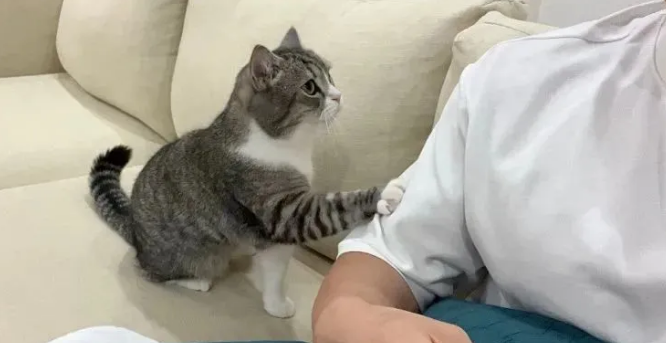 铲屎官亲切搂抱寄养猫，原住民站门边怒目而视！