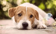狂犬病在狗身上的潜伏期是多久