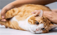 母猫怀孕吃什么好