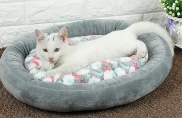 为什么不肯再睡猫窝了?可能是这几个原因 为什么不肯再睡猫窝了?可能是这几个原因