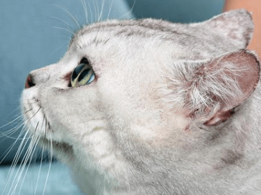 猫咪尿血是怎么办 猫咪尿血是怎么办