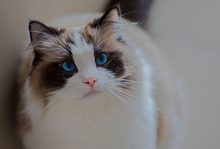 猫结石症状是什么