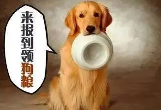 你知道狗狗每天吃多少零食比较合适吗? 你知道狗狗每天吃多少零食比较合适吗?
