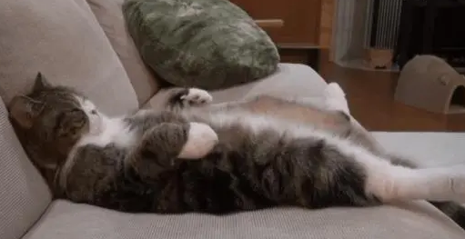猫咪喜欢睡猫窝?其实,在这三个地方睡觉,才是猫咪的最爱! 猫咪喜欢睡猫窝?其实,在这三个地方睡觉,才是猫咪的最爱!