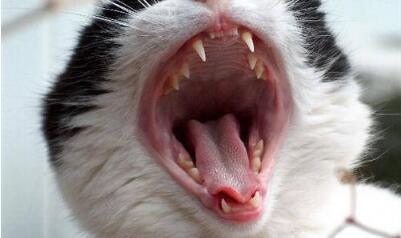 小猫得了口腔溃疡该怎么治